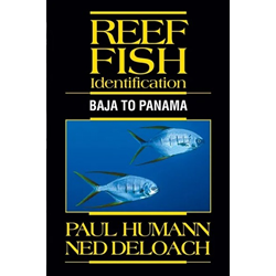 Reef Fish Id Baja To Panama